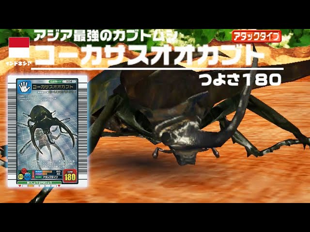 アジア最強のカブトムシ コーカサスオオカブト - 甲虫王者ムシキング