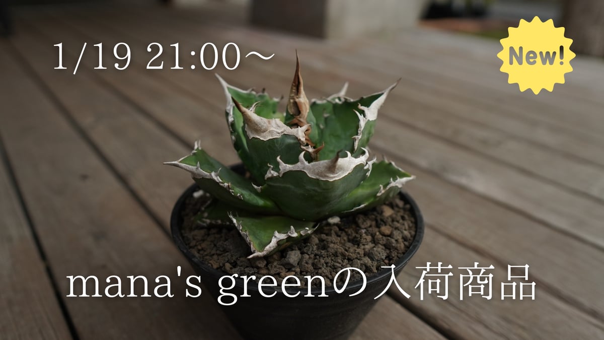 fit=pad,format=jpeg,w=1200