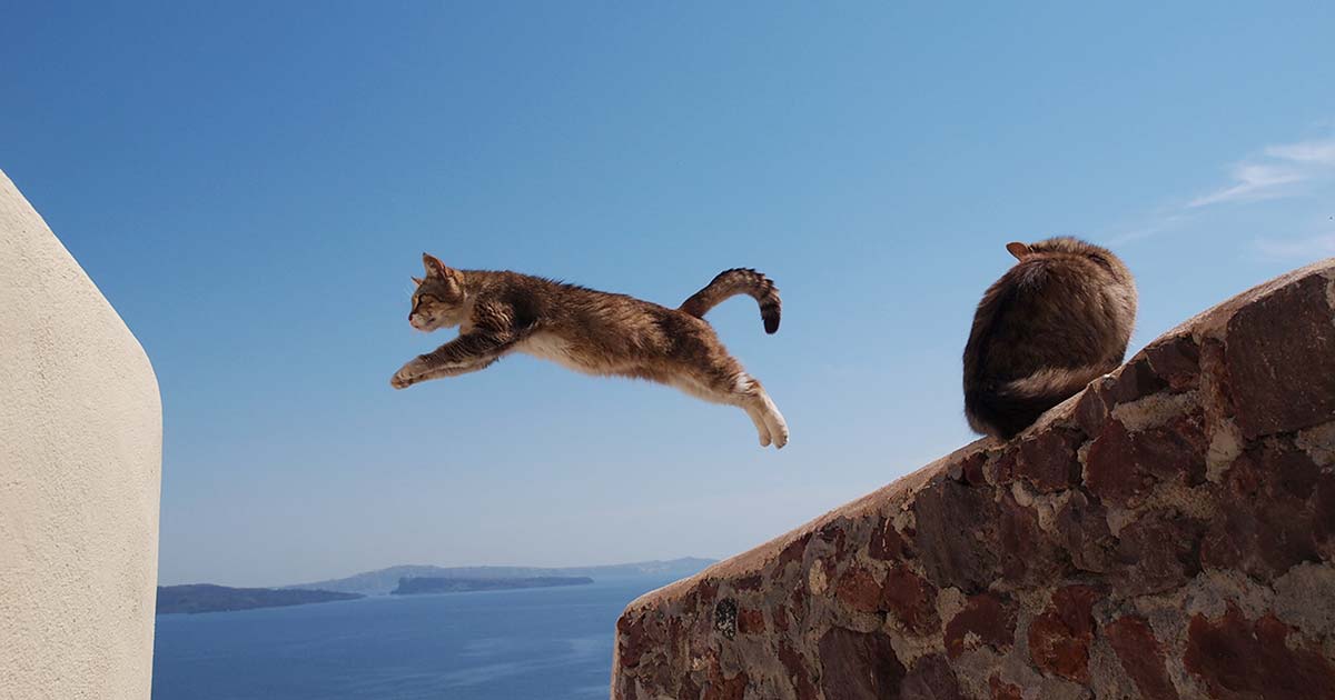 岩合光昭】 official site