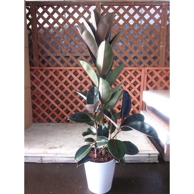 フィカス・バーガンディ 8号 陶器鉢植え 黒ゴム 観葉植物 ゴムの木