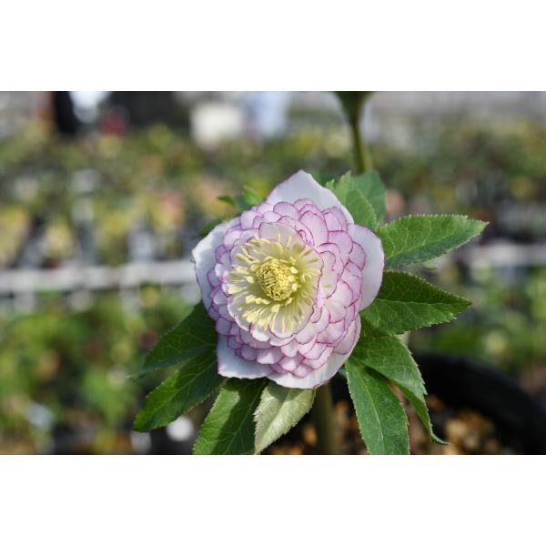 クリスマスローズ開花株 DDホワイトアフロディーテ 243 現品限り