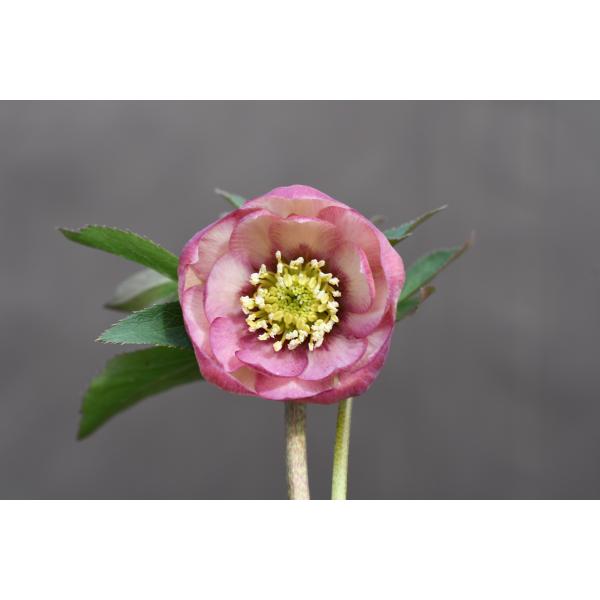 クリスマスローズ開花株 DD毬姫ピンクアプリコットフラッシュ 163 現品