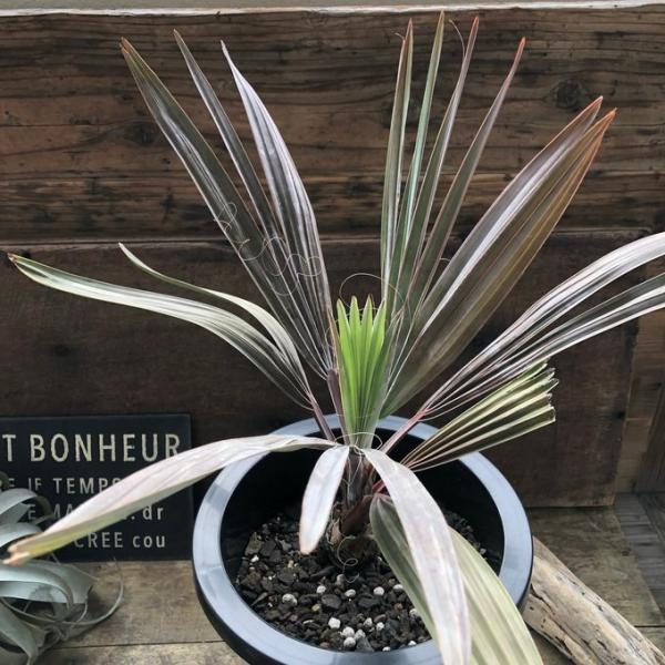 ヤシ ビスマルキア（ビスマルキア・ノビリス） : パリジェンヌ - 通販