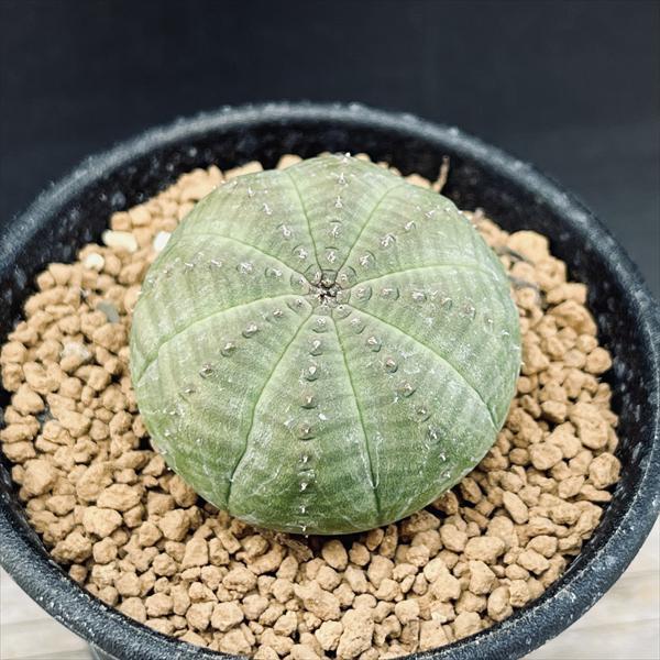 ☆特価☆多肉植物：ユーフォルビア オベサ M*幅3.5cm : 遊恵盆栽 Yahoo