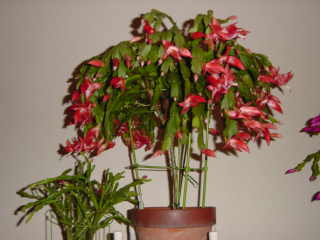 シャコバサボテン