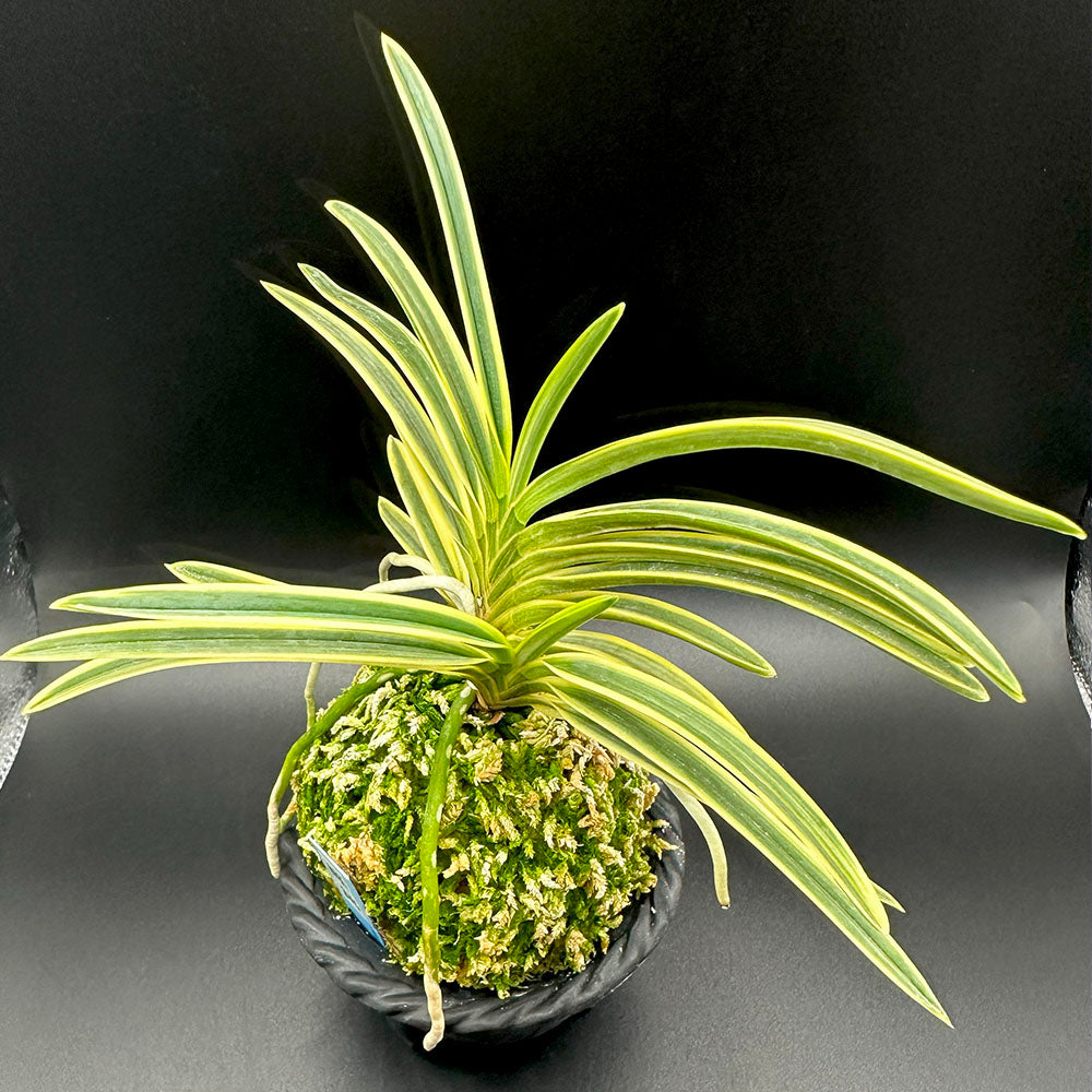 宝石のような観葉植物のお店 【Jewelry Plant】 富貴蘭 羆錦 ひぐま