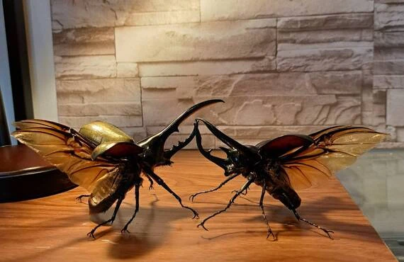 コーカサスオオカブトの標本づくりにチャレンジしよう！苔丸インテリア