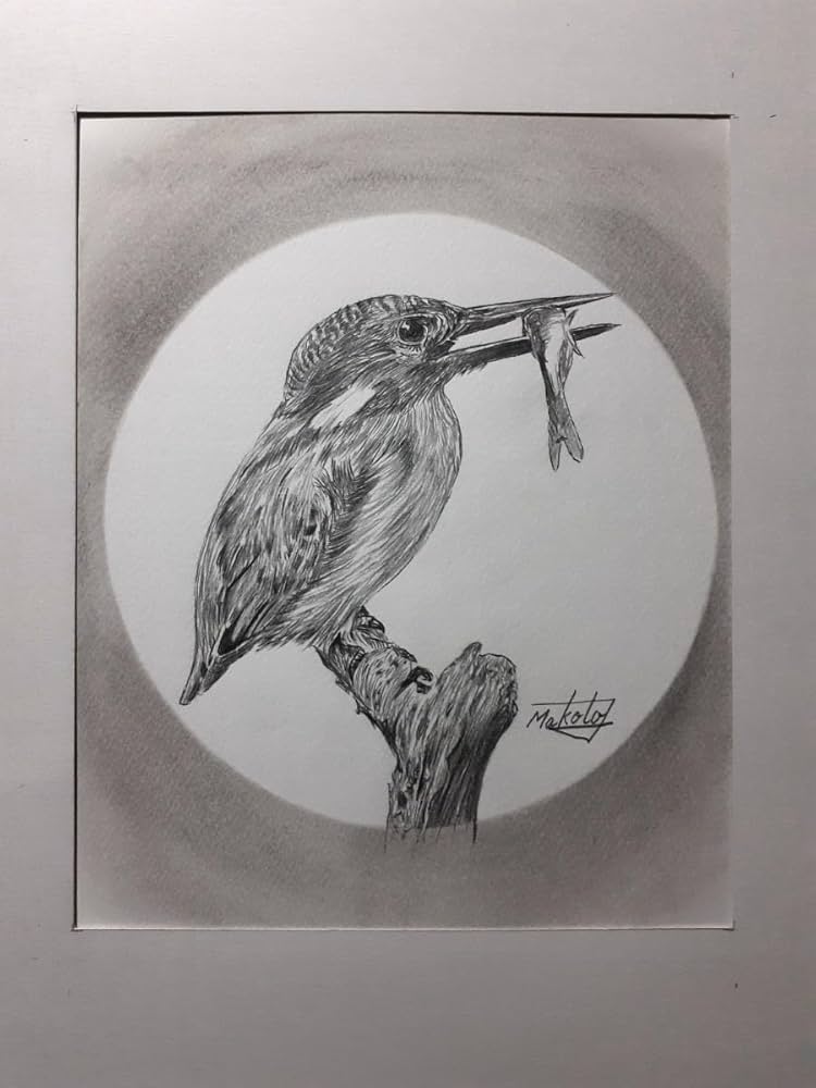 Amazon | 鉛筆画 カワセミ | 鉛筆 | 文房具・オフィス用品