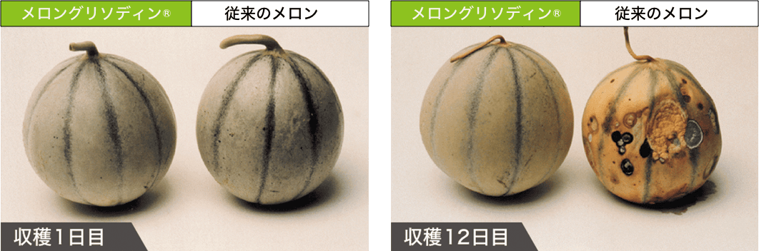 ドクターメロンR〜Dr.MelonR〜｜福岡 美容皮膚科 松田知子皮膚科医院