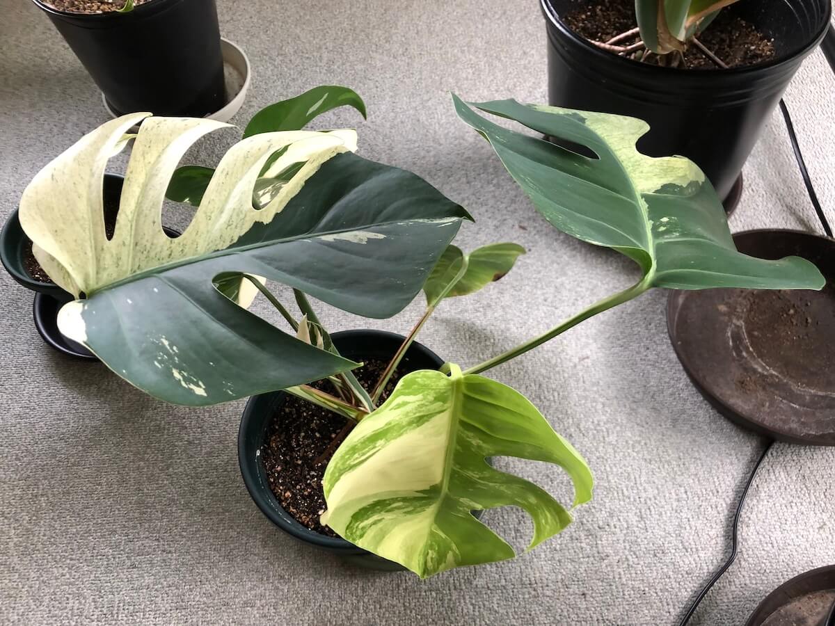 東南アジア系のデリシオーサ ミント栽培記録 | 斑入りモンステラの種類