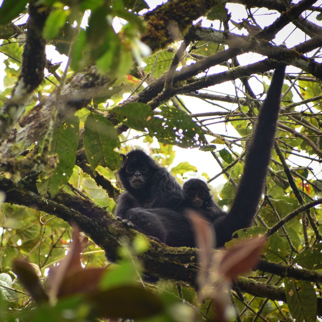 Research in Colombia - Neotropical Primate Conservation