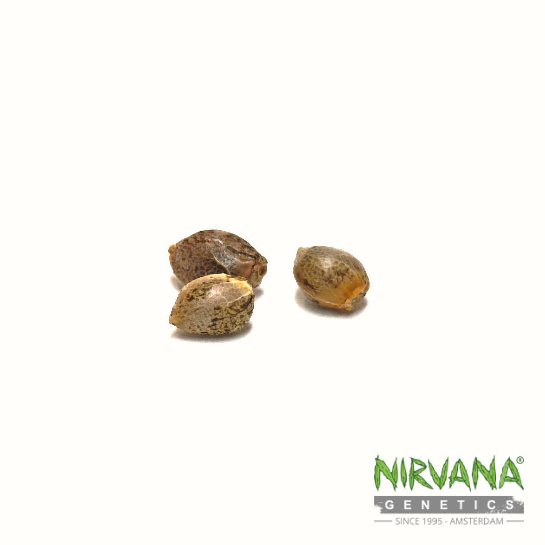 Hawaii Maui Waui Feminisiert – Nirvana Shop