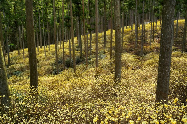 きれいすぎて、まるで絵画！」満開の桜に癒される…風景写真を無料配布