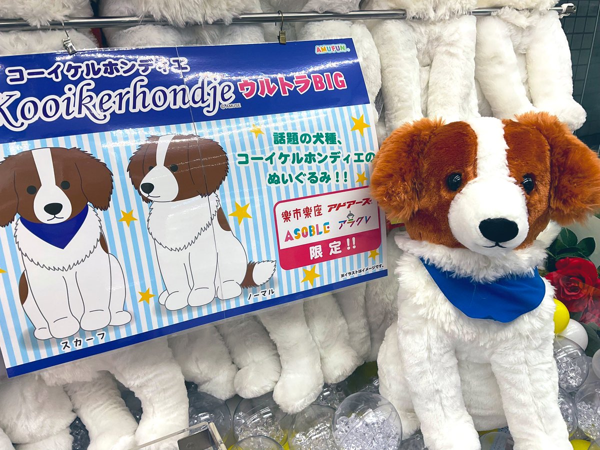 シュタイフ コーイケルホンディエ 日本限定 シュタイフ コーイケルホン