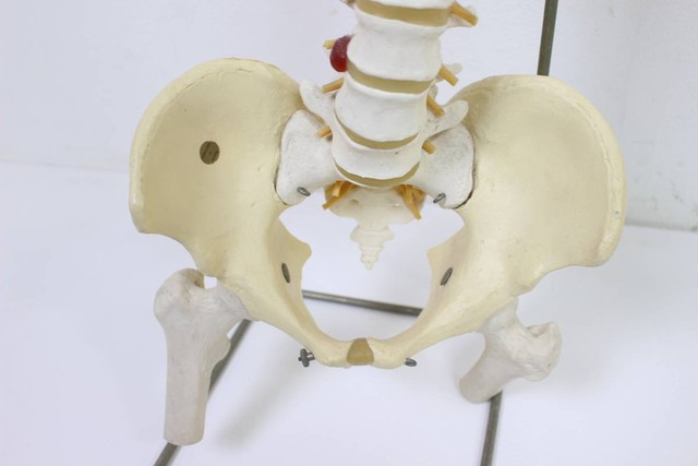 人体模型・骨格模型』 背骨 整体 カイロプラクティック 脊髄 神経 骨盤