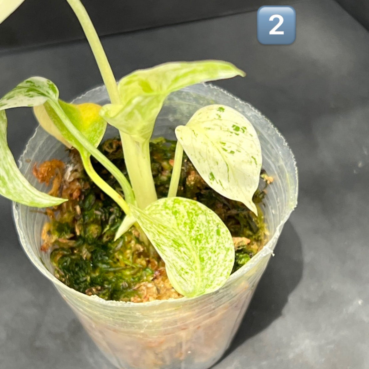 限定1株ずつ】モンステラ・デリシオーサ 'レガシー' / 'ミント' – RARE