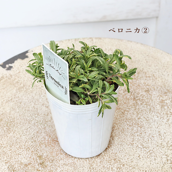 草花苗 カラーリーフ シリーズ ガーデンルー アラビス プラチーナ