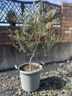 オリーブの木 イタリア製 テラコッタ鉢植え エルグレコ H120 - メルカリ