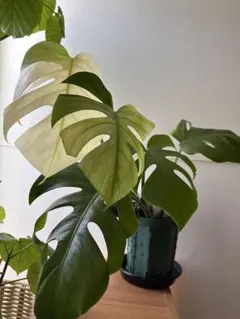 2026年最新】セブブルーミント モンステラの人気アイテム - メルカリ