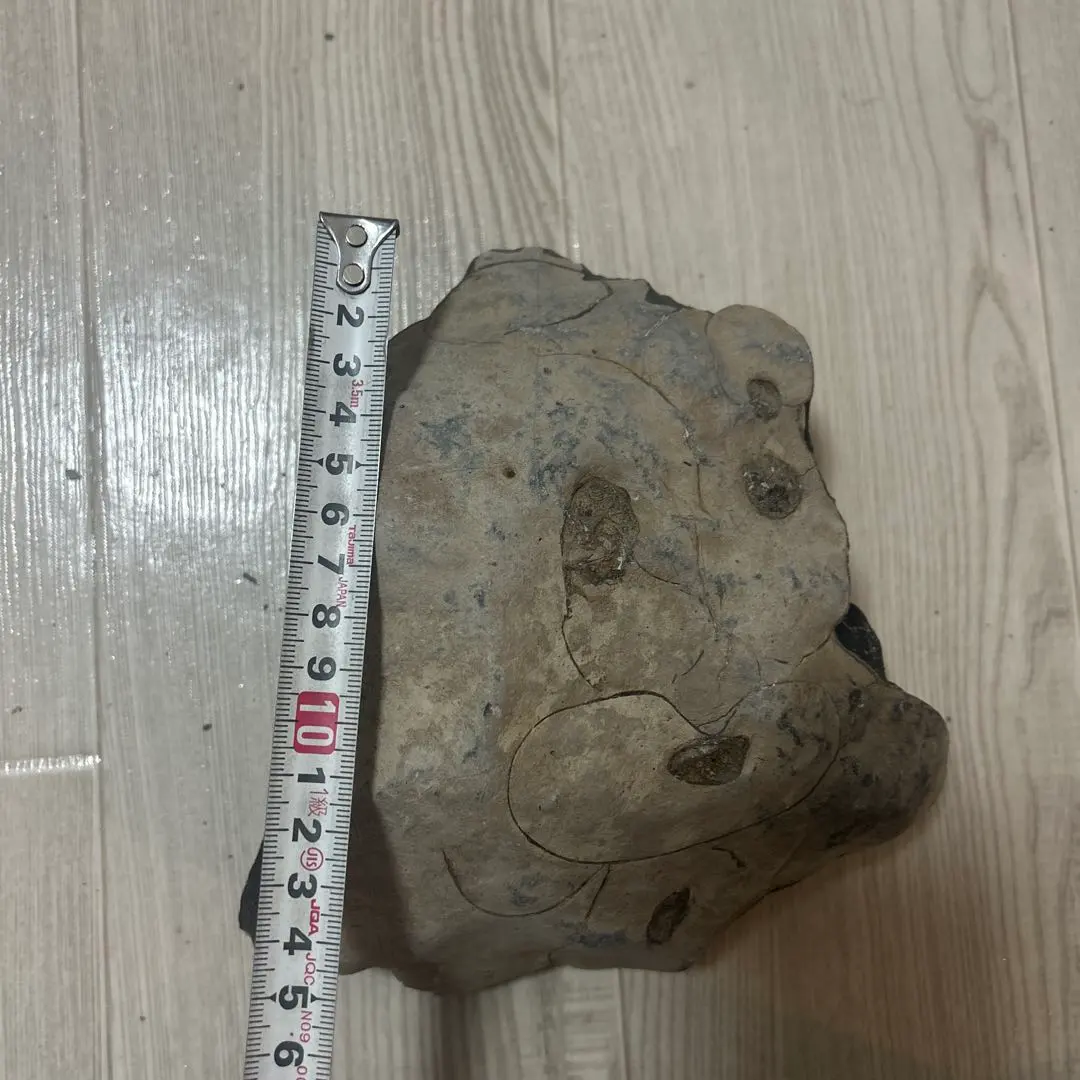 2026年最新】ノジュール 化石の人気アイテム - メルカリ