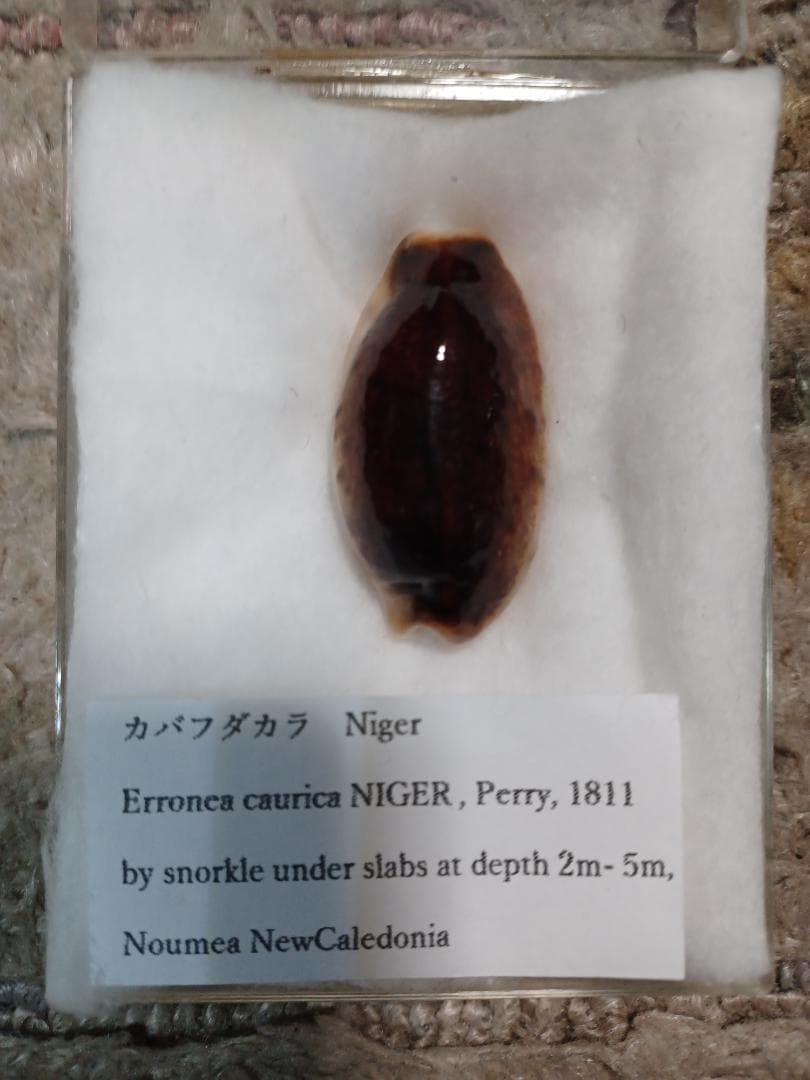 タカラガイ、貝殻、カバフダカラ、ニガー