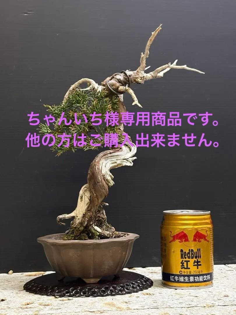 [ちゃんいち盆栽]真柏