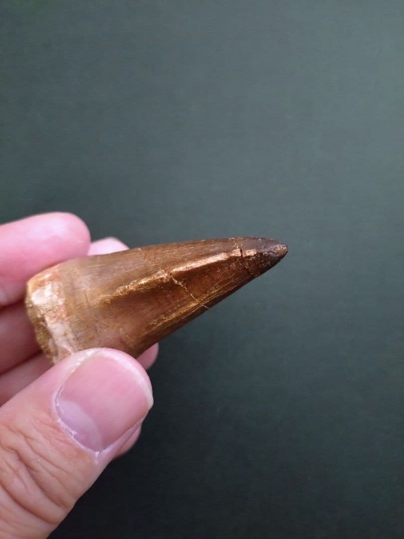 特大本物】モロッコ産モササウルス（プログナソドン）の歯の化石 約5.5×3cm