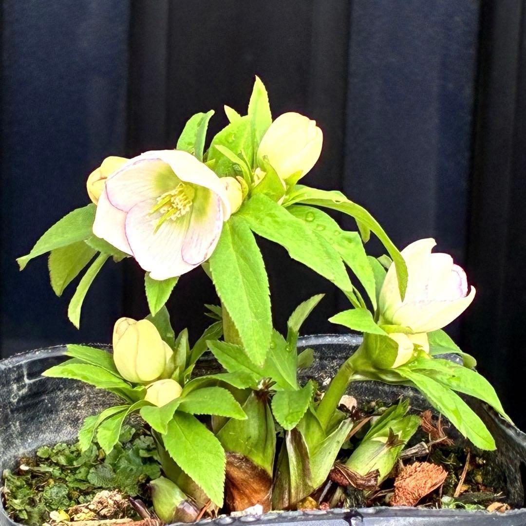 ぴ*ん様 3441☘️花、タグ付☘️プチドール⭐️超小輪⭐️超コンパクト⭐️繊細