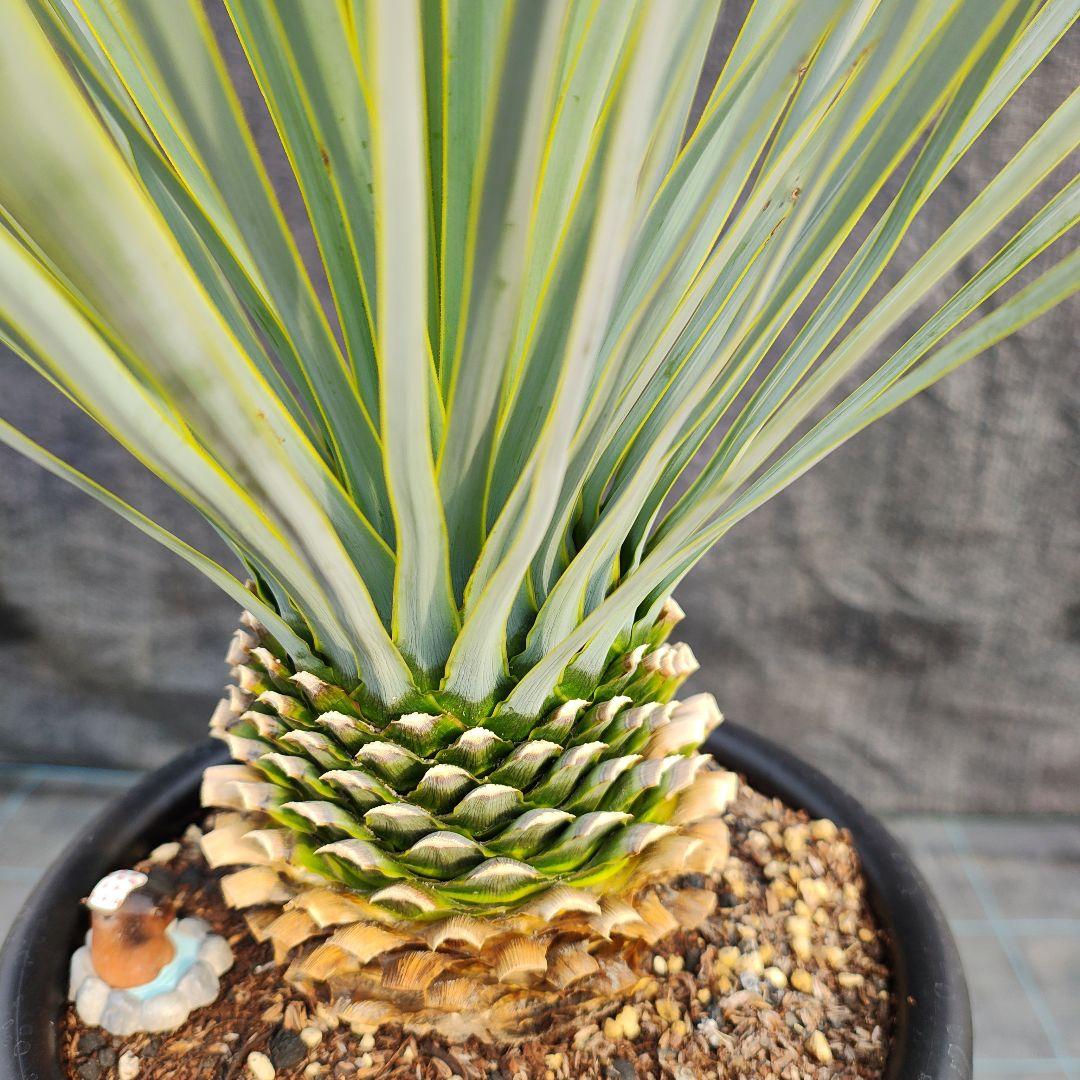 h*o様 ユッカ ロストラータ Hybrid No.2 - メルカリ