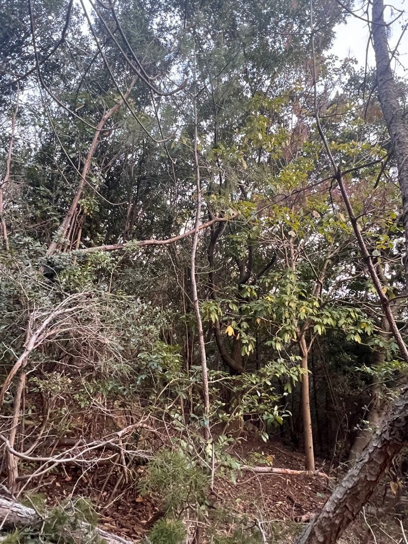 現品　赤松　アカマツ　超特大苗　5mほど　山採り　菅助