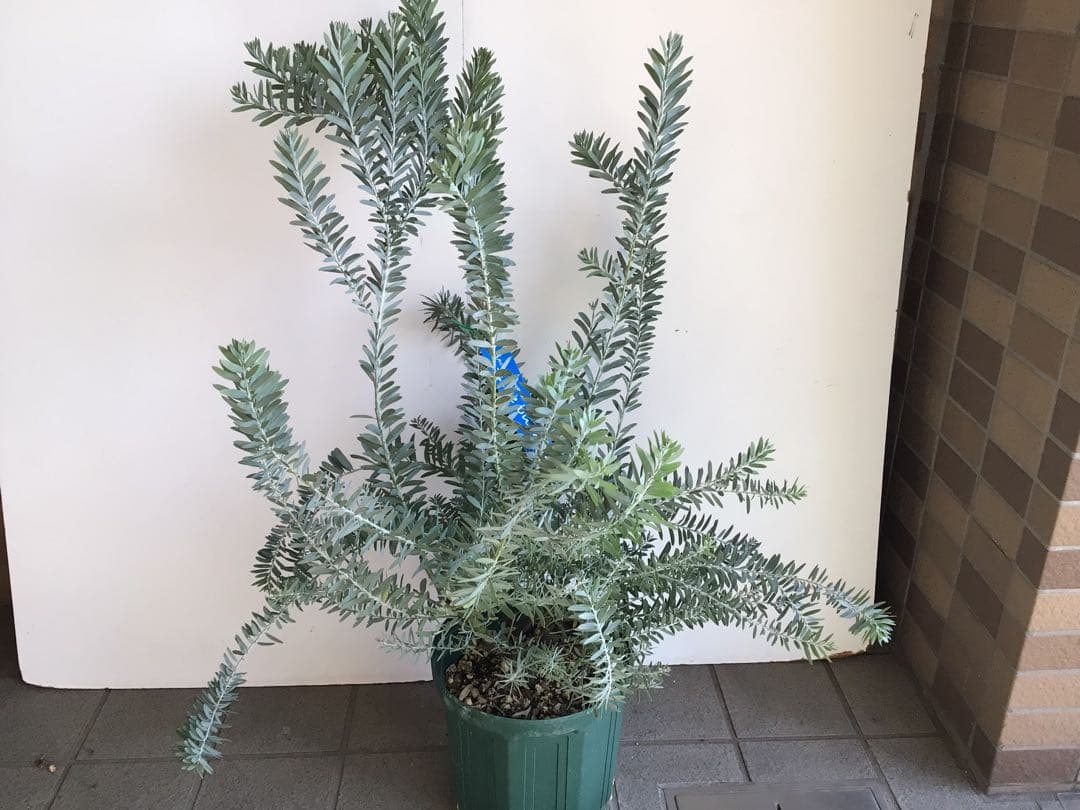 tm13お纏め商品‼︎ アカシア・ブルーブッシュ７号鉢3個セット