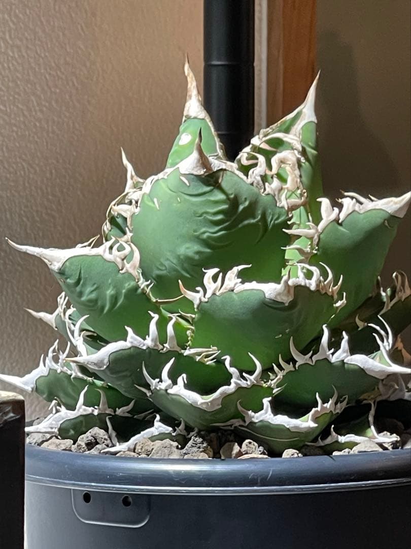 アガベ チタノタ(オテロイ)海王　親株出品　コレクション株