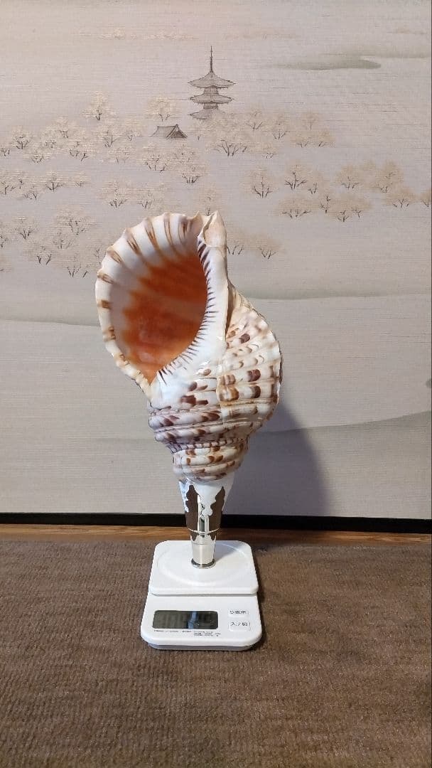 法螺貝　11　訳あり価格