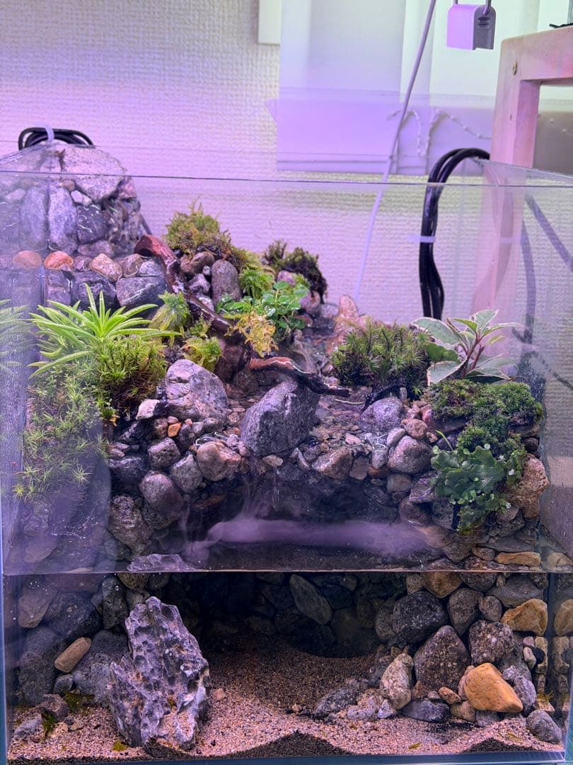 渓流アクアテラリウム 30cmキューブ