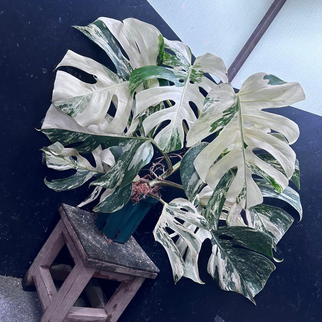 ゆ*う様 斑入りモンステラ ホワイトタイガー極美大株69cm白斑多