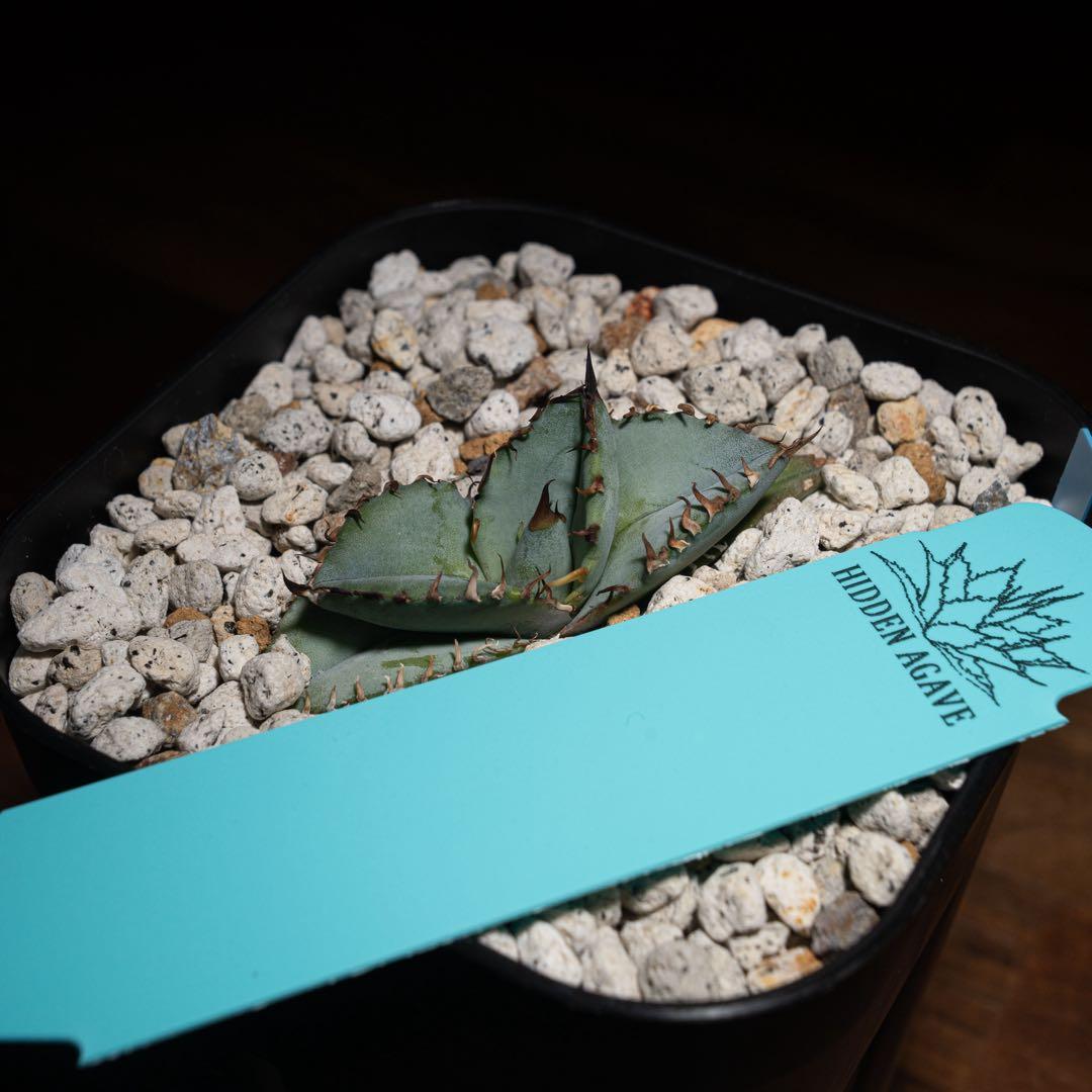 アガベ チタノタ【Creep】No.2／＊鉢植え発送＊