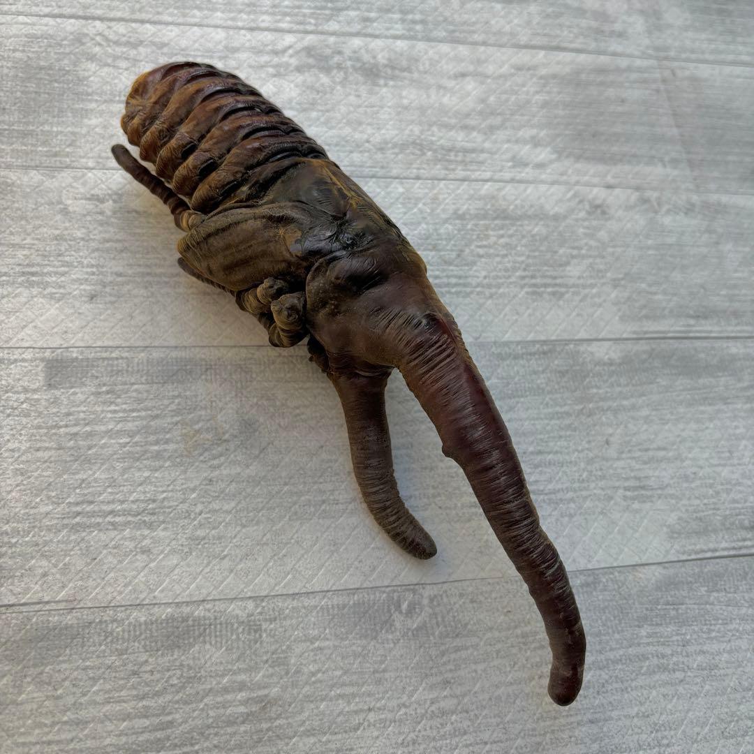 ヘラクレスオオカブト ヘラクレスヘラクレス 標本用 昆虫 蛹 全長196mm