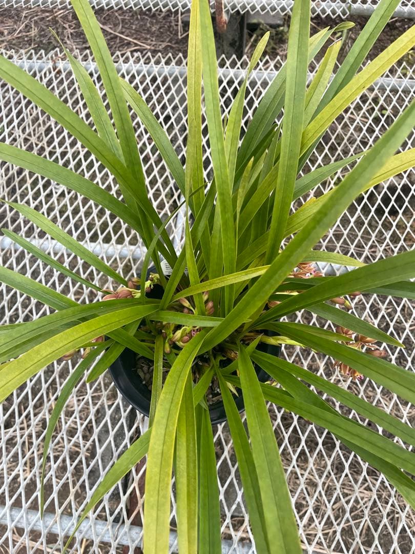 R8年キンリョウヘン花芽7本#5 - メルカリ