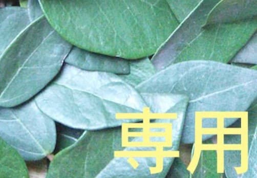 8日（水）19時迄【リピートMpp】cc10ml ２点 OG 15ml