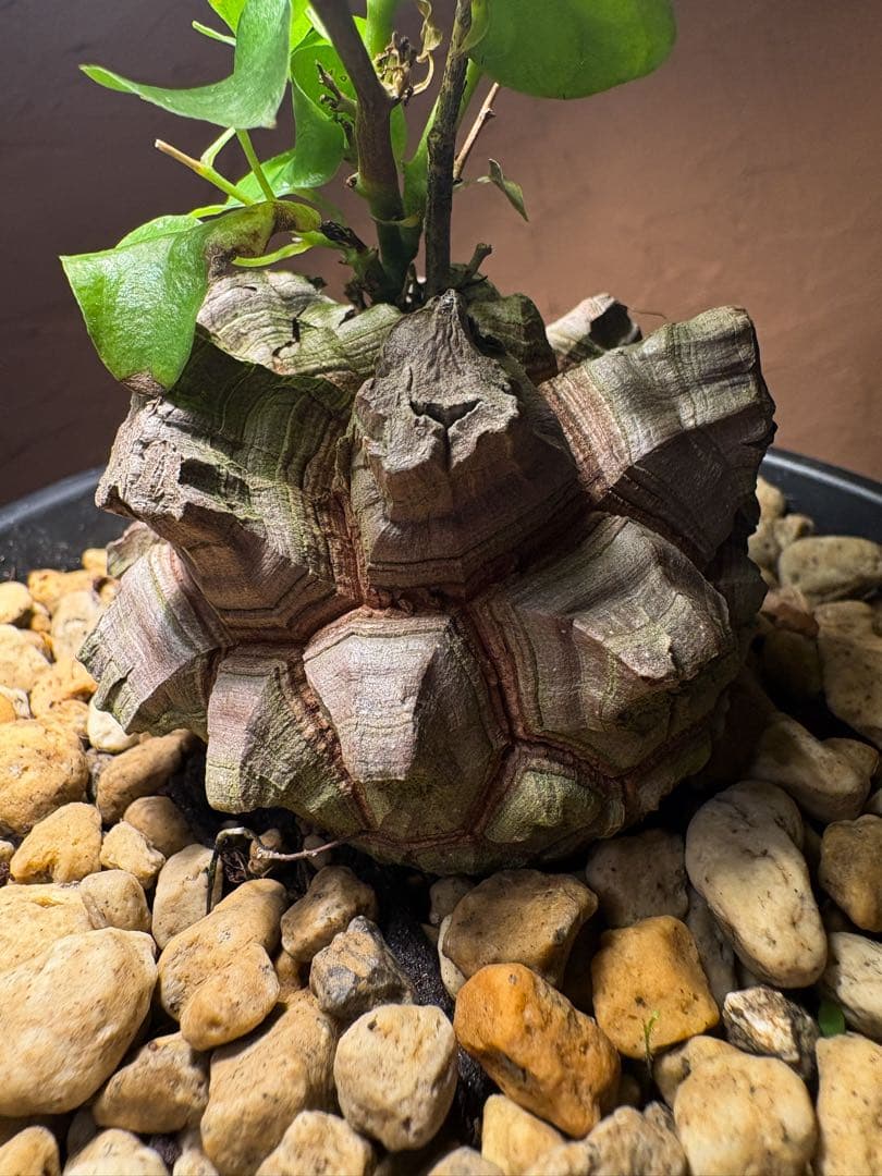 【丸型良型】アフリカ亀甲竜　実生 幅7cm 将来有望 丸型良型】No.7アフリカ亀甲竜 実生 幅5cm 将来有望 - メルカリ