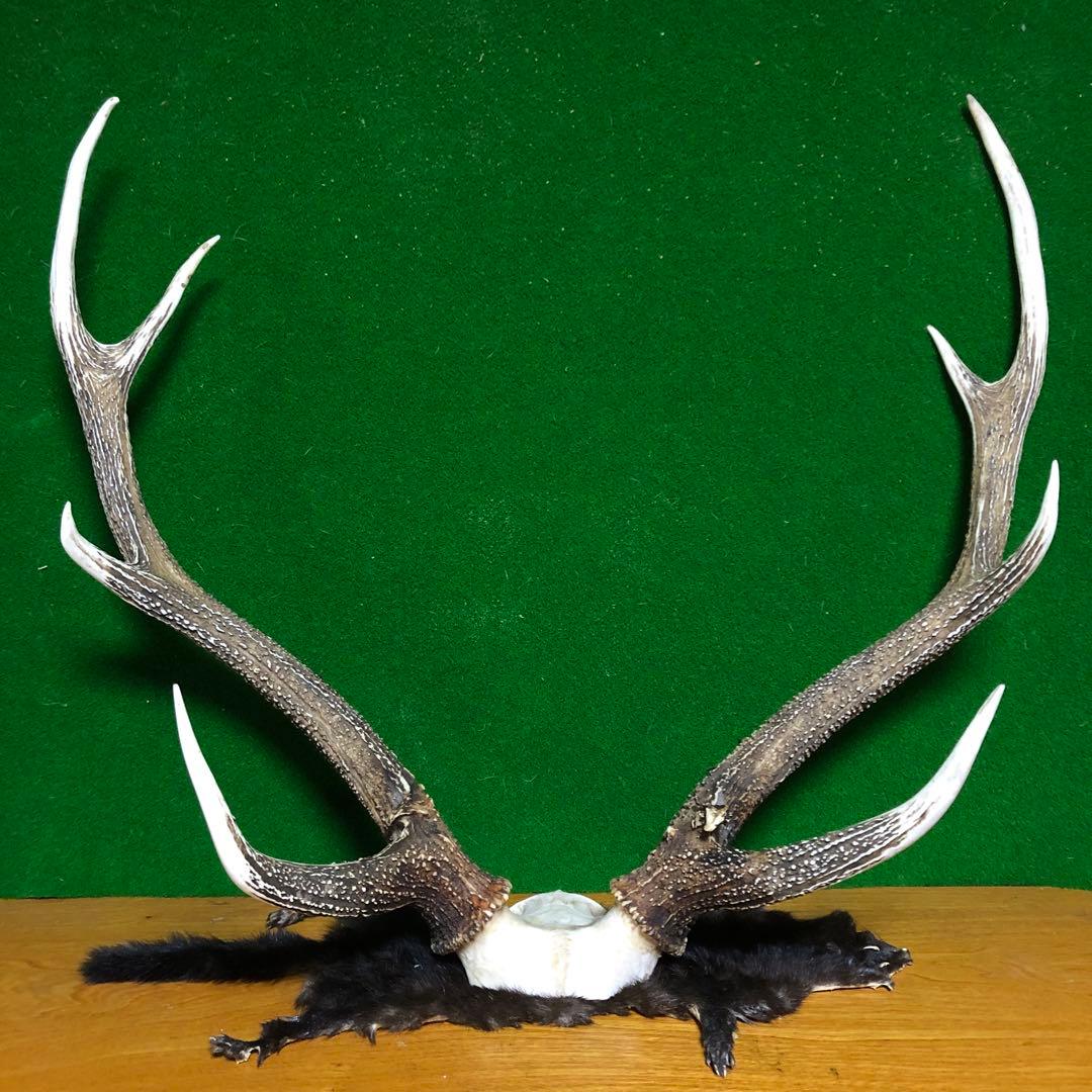 エゾシカ 角 鹿角 トロフィー 蝦夷鹿 鹿の角 - メルカリ
