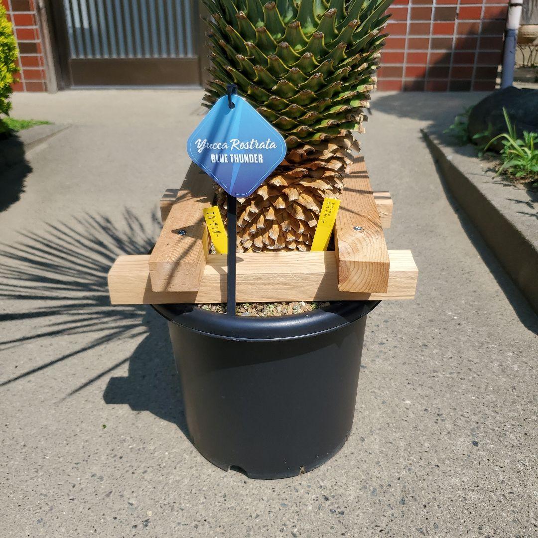 ユッカ ロストラータ ブルーサンダー① - メルカリ