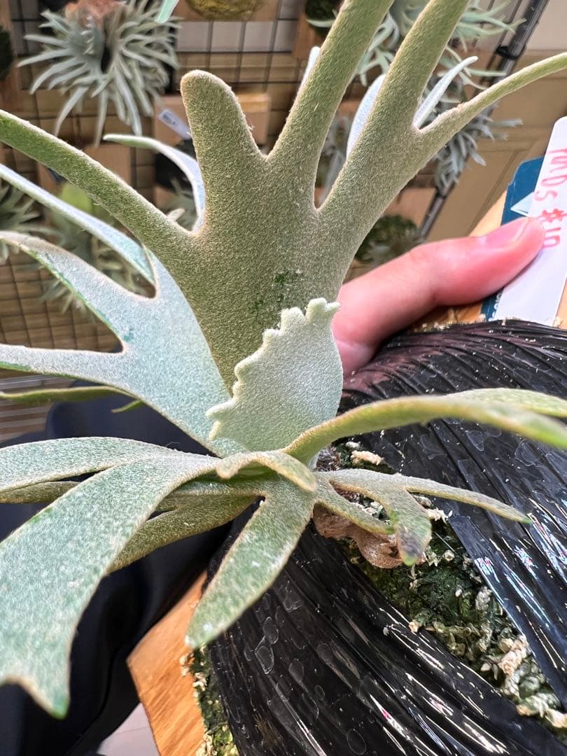 年末大特価P.willinckii Totoro spore YMDs 17