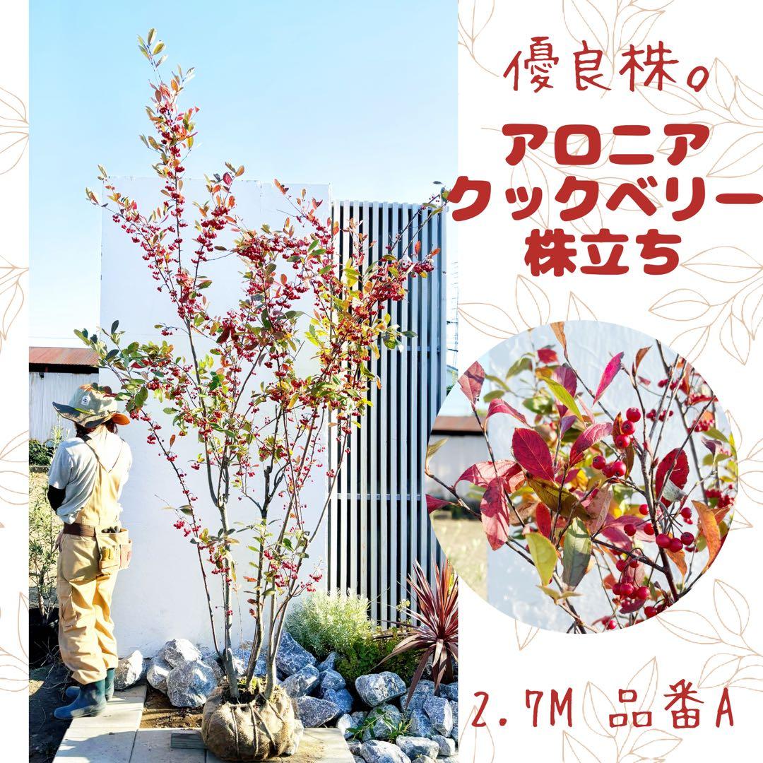 優良株。アロニアクックベリー株立ち2.7M(鉢底から)品番A