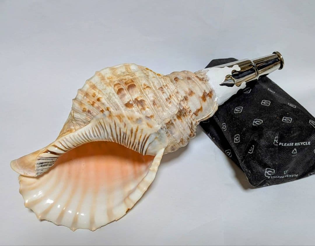 法螺貝　36.0cm 貝袋付　861g 28000円　山伏修験
