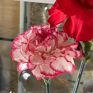 ポケモンカード アロライワンショット デッキパーツ 高レア - メルカリ